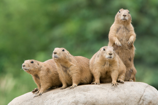 Prairie dogs on the lookout