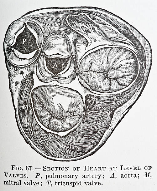 herz-ventile prüfen - medizinische zeichnung stock-grafiken, -clipart, -cartoons und -symbole