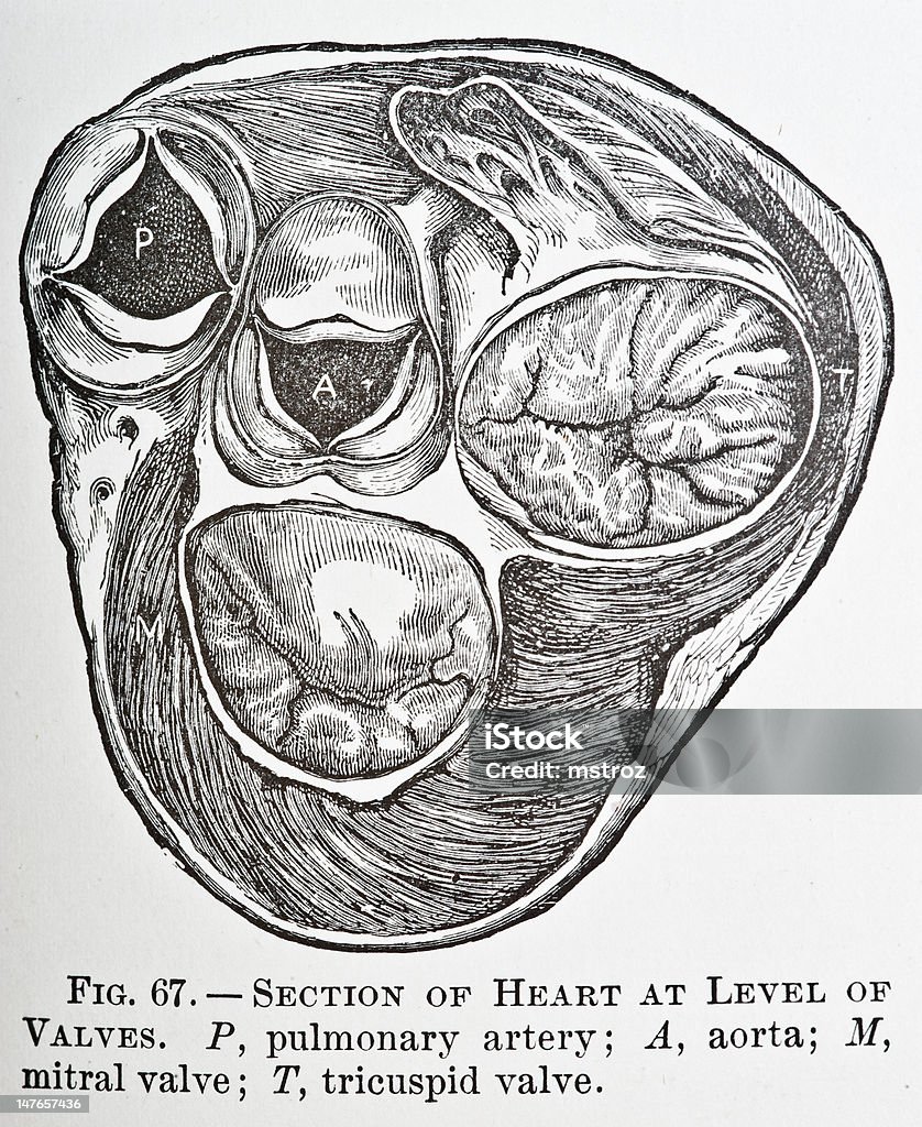 Válvulas del corazón - Ilustración de stock de Anticuado libre de derechos