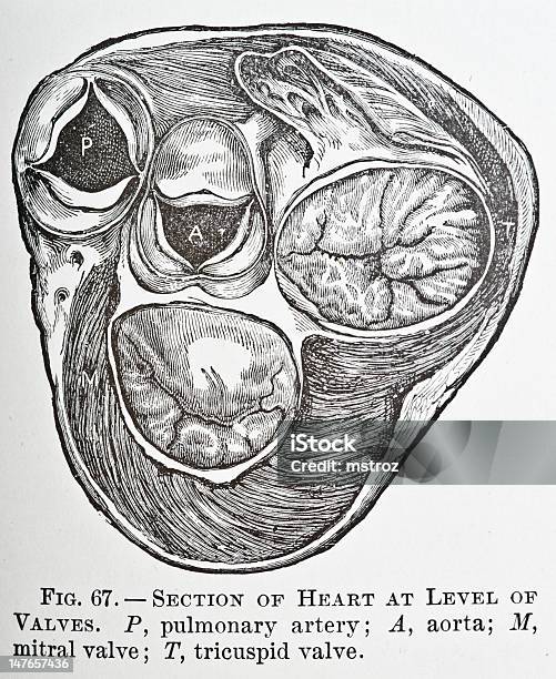 Ilustración de Válvulas Del Corazón y más Vectores Libres de Derechos de Anticuado - Anticuado, Diagrama médico, Antigualla