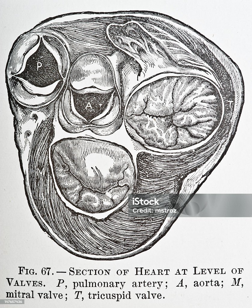 Valvole cardiache - Illustrazione stock royalty-free di Diagramma medico
