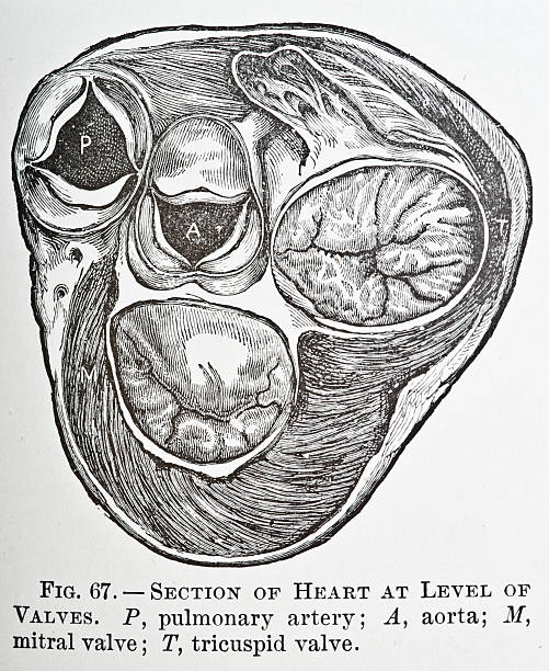 Heart Valves http://thebrainstormlab.com/banners/ami_banner.jpg medical diagram photos stock illustrations