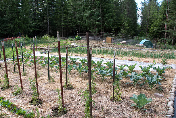 istock Garden with pigs in background 147657485