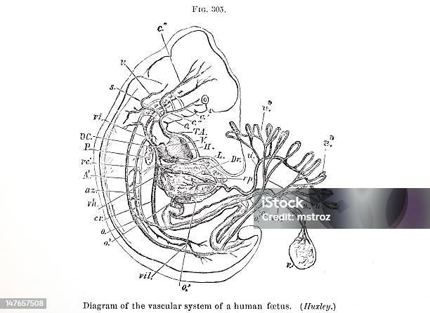 Human Fetus Stock Illustration Biology Diagrams