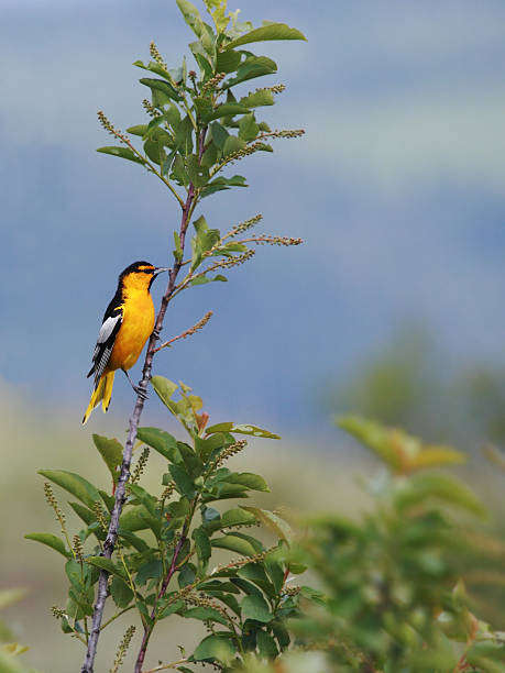 istock Bullock's Oriole in chokecherry bush 147657525