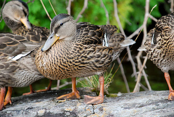 istock Female Mallard Ducks on a Rock 147657609