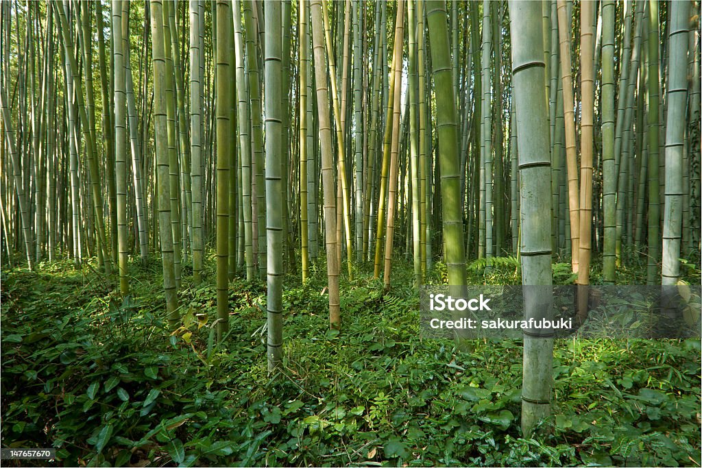 Forêt de bambous - Photo de Arashiyama libre de droits