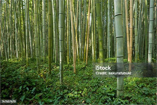 Photo libre de droit de Forêt De Bambous banque d'images et plus d'images libres de droit de Arashiyama - Arashiyama, Arbre, Asie