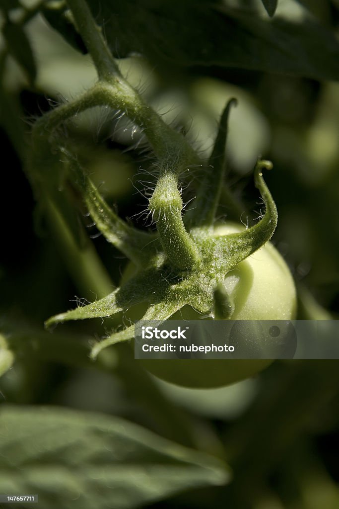 Zielony pomidor - Zbiór zdjęć royalty-free (Bez ludzi)