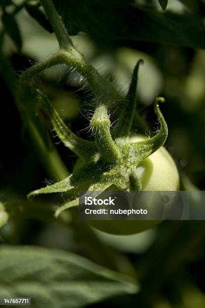Zielony Pomidor - zdjęcia stockowe i więcej obrazów Bez ludzi - Bez ludzi, Bliski, Bliskie zbliżenie