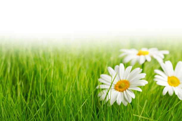 White daisy flowers in green grass isolated on white background