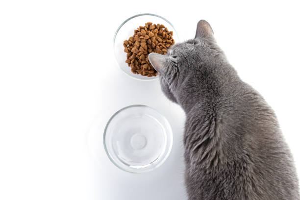 イギリスの大人の太った猫は透明なボウルから乾いた食べ物を食べます。近くには水を入れたボウルがあります。白い背景