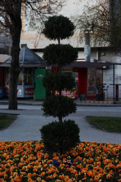 istock Decorated thuja cut into five parts 1476578685