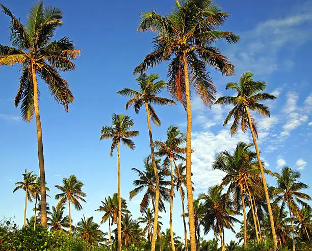 Tall coconut palms on a tropical island