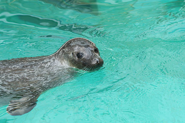 istock Seal in the water (eared seals, Otariidae) 147658167