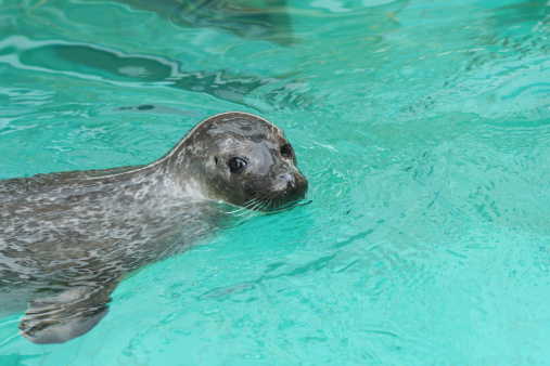 Cute Sea Seal in the water, starring at you (eared seals, Otariidae)