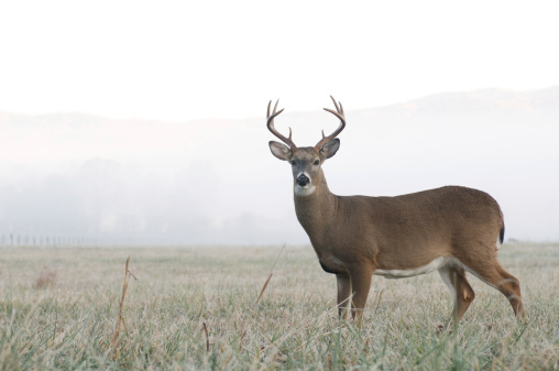 Whitetail deer reductor en un campo abierto photo