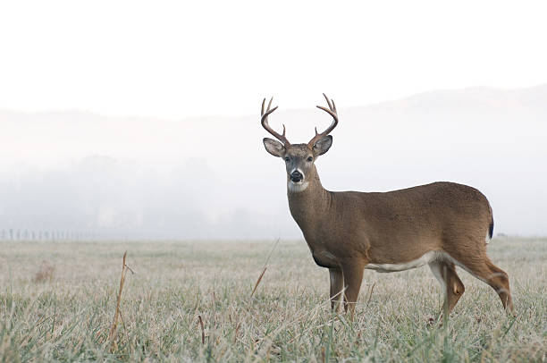 whitetail cervi buck in un campo aperto - cervo dalla coda bianca foto e immagini stock