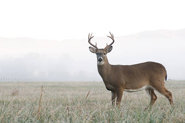 Whitetail deer buck in an open field A whitetail buck stands at alert in an open meadow on a foggy morning in Tennessee deer family photos stock pictures, royalty-free photos & images
