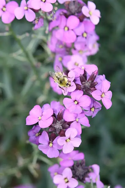 Bee on purple flower