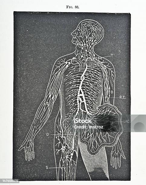 Circulation Système Vecteurs libres de droits et plus d'images vectorielles de Autopsie - Autopsie, D'autrefois, Planche médicale