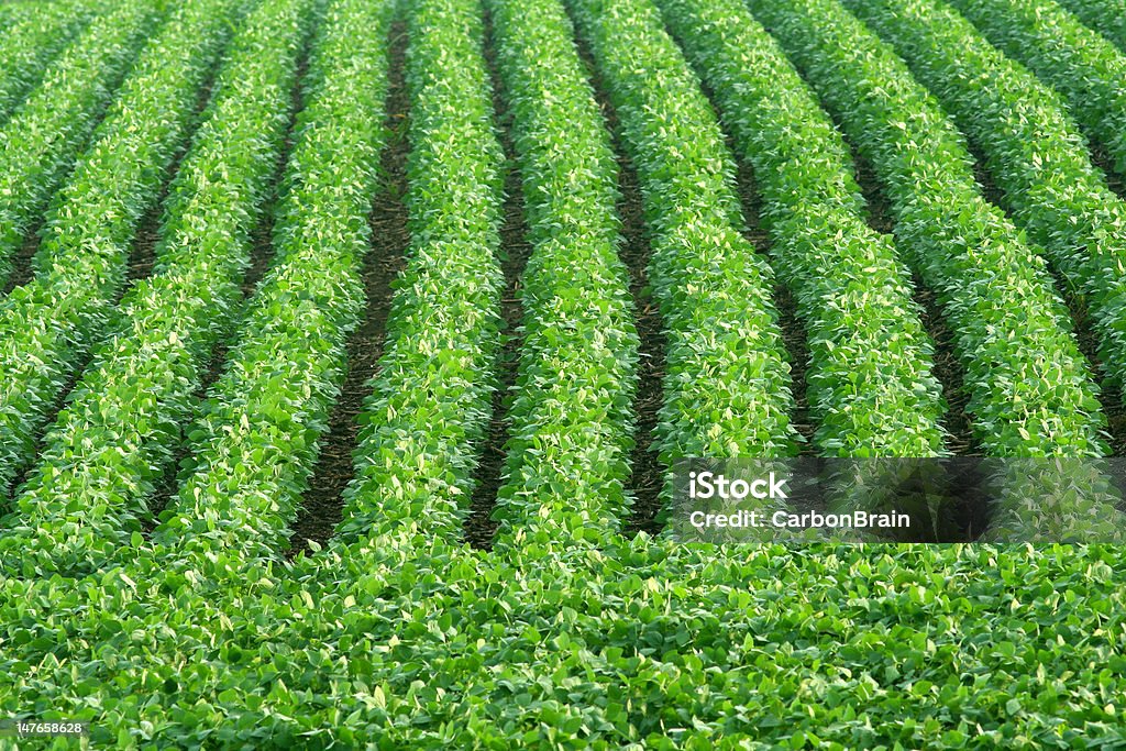 Verde filas de soja - Foto de stock de Agricultura libre de derechos