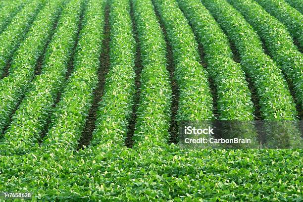 Verde Filas De Soja Foto de stock y más banco de imágenes de Agricultura - Agricultura, Aire libre, Campo - Tierra cultivada