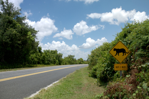 A road, regularly crossed by panthers in southern Florida.