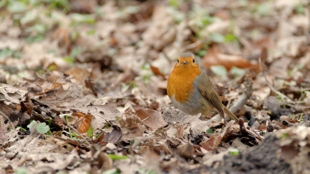 istock Flycatcher in spring among last year's autumn leaves. 1476588906