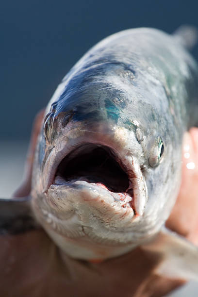 Silver Salmon stock photo