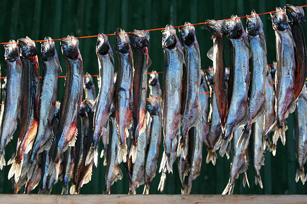 istock Fish drying in the sun, Ilulissat 147659156