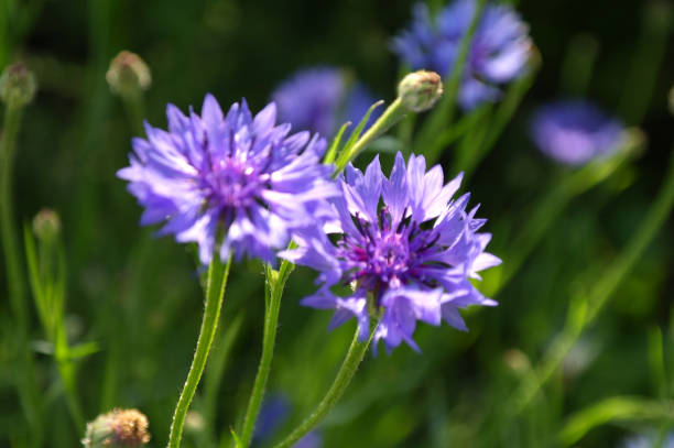 白い背景に緑の葉、コーンフラワー、または独身者のボタンを持つ美しい明るい青の紫色の花のマクロ接写 - montana mountain meadow flower ストックフォトと画像