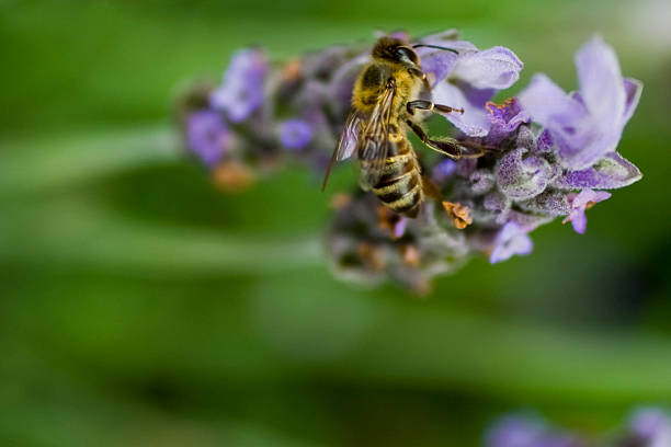 African bee stock photo