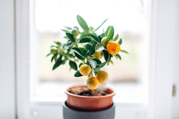 istock Mandarin Calamondin houseplant on bright windowsill background (Citrus madurensis) 1476593232