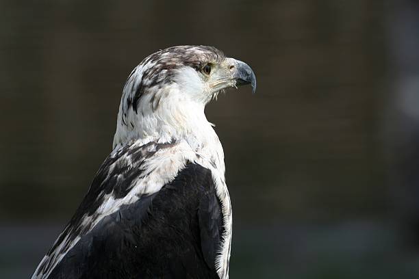 Young bald eagle stock photo