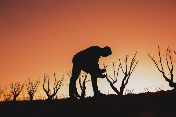 Young farmer pruning in a Rioja Alavesa vineyard at sunset. stock photo