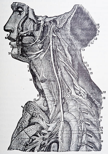 人間の血管システム - 人体図点のイラスト素材／クリップアート素材／マンガ素材／アイコン素材
