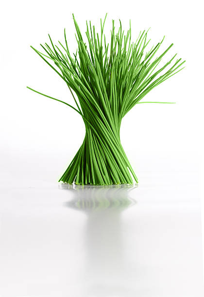 Chives stock photo