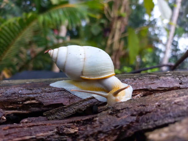 The White Jade Snail, also known as the Giant African Land Snail, is a species of snail found in Indonesia. It has a large, white or cream-colored shell that can grow up to 20 centimeters in length. While it is sometimes kept as a pet, the White Jade Snail is often considered a pest due to its voracious appetite and ability to reproduce quickly, which can lead to damage to crops and native plant species.