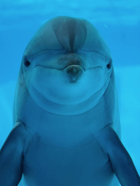 A smiling dolphin enjoying the warm water in the sunshine