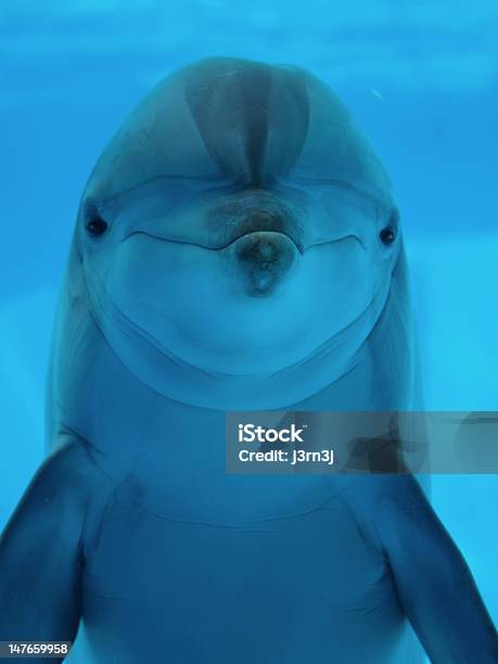 Closeup Of A Dolphin Looking At The Camera Stock Photo - Download Image Now - Dolphin, Animal Head, Aquarium