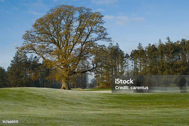 Białe Golf Green - zdjęcia stockowe i więcej obrazów Golf - Sport - Golf - Sport, Mróz, Bezlistne drzewo