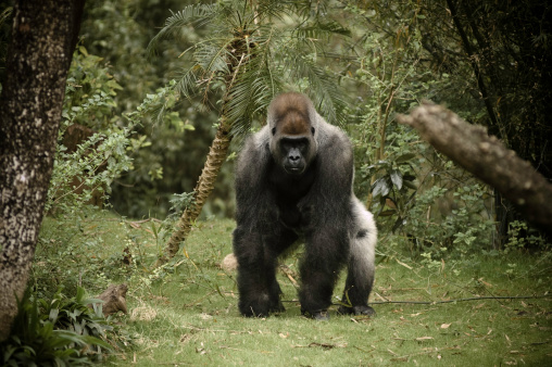 Gorila cámara de carga photo
