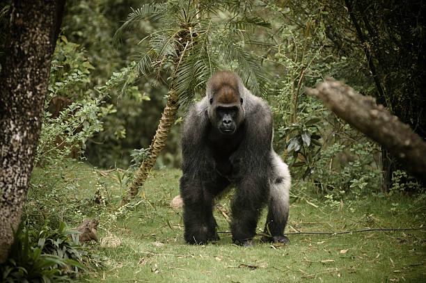 gorila cámara de carga - gorila fotografías e imágenes de stock