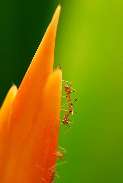 Ants lucha - foto de stock