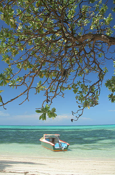 istock Boat rests under lush tropical foliage 147660547