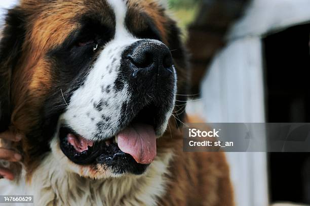 St Bernard — стоковые фотографии и другие картинки Горизонтальный - Горизонтальный, Животное, Зима