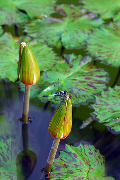 Libélula en Water Lily - foto de stock