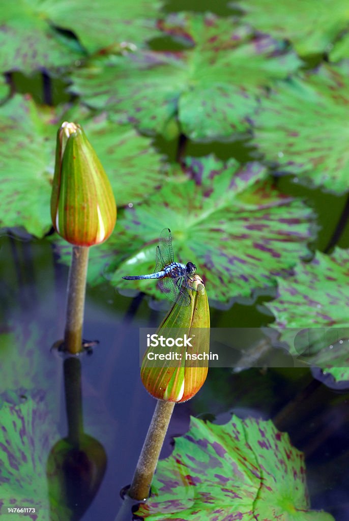 Ważka różnoskrzydła na Water Lily - Zbiór zdjęć royalty-free (Bez ludzi)