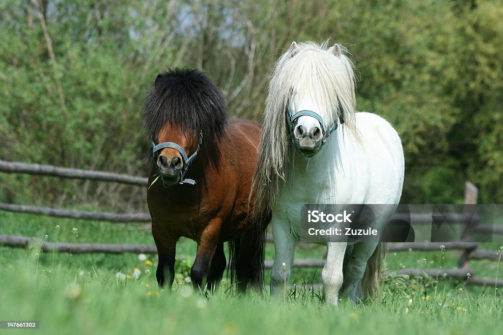 Young minishetland stallions Couple of young minishetland stallions Animal Stock Photo